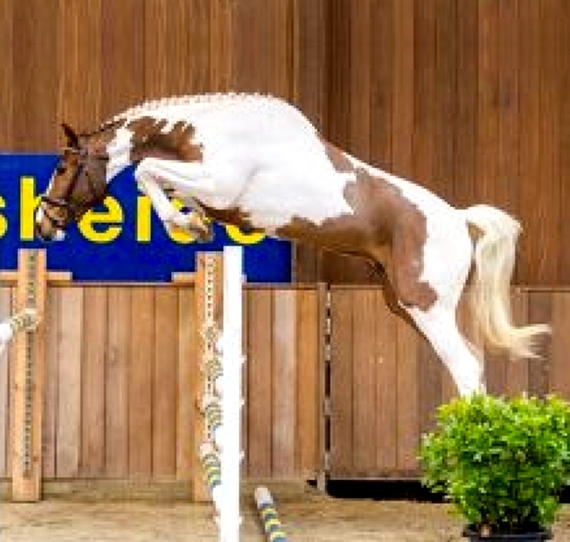 FILHOS DE EMERALD SÃO DESTAQUE NO LEILÃO ZANGERSHEIDE