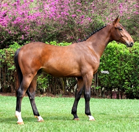 Logus TW – Potro com carga genética de campeões será um dos lotes do leilão que acontecerá durante o Xiii Festival Nacional do Cavalo BH, dia 17/nov na Hípica Paulista em São Paulo