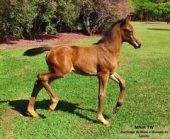 Estação de Nascimentos