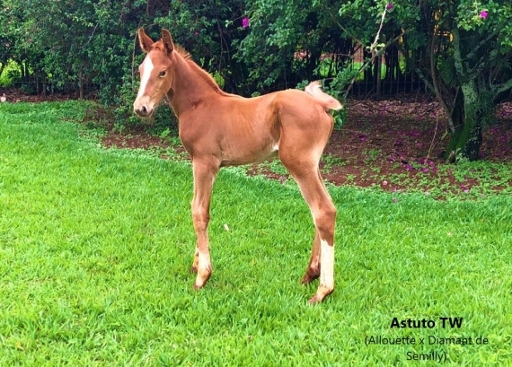 Estação de Nascimentos