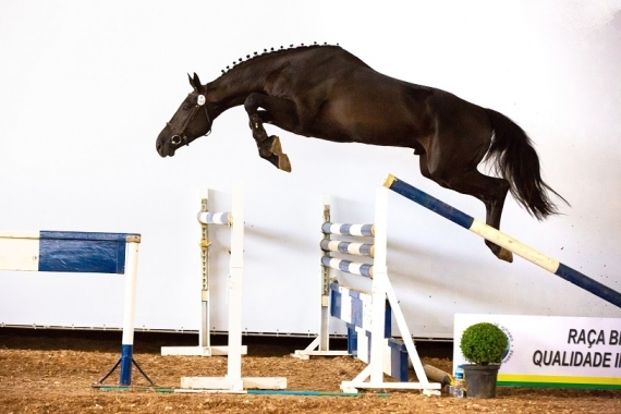 Aprovação de Garanhões - XV Festival do BH