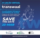 XI Leilão Haras Transwaal