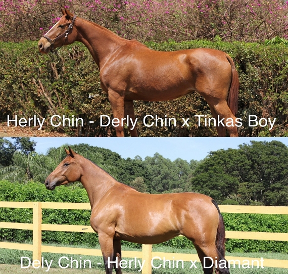 A importância da Linhagem Materna