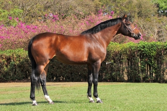 Fido TW - Cobertura disponível 